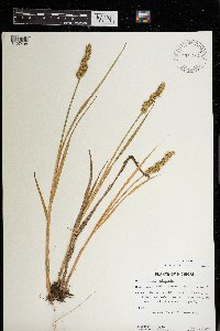 Carex stipata image