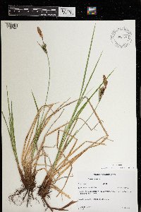 Carex stricta image