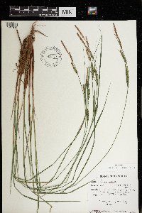 Carex stricta image