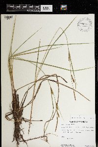 Carex stricta image