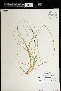 Carex trisperma image