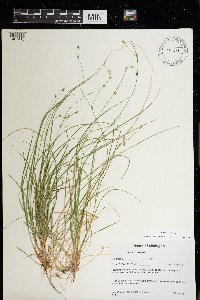 Carex trisperma image