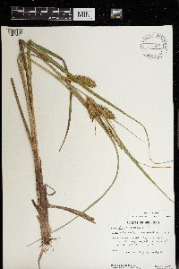 Carex utriculata image