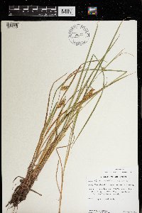 Carex vesicaria image