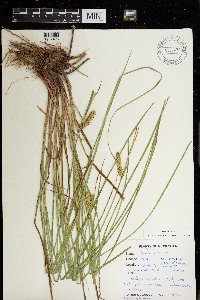 Carex vesicaria image