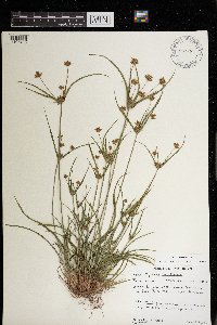 Cyperus houghtonii image