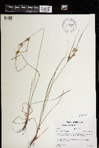 Cyperus schweinitzii image