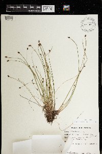 Eleocharis ovata image