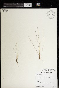 Epilobium hirsutum image