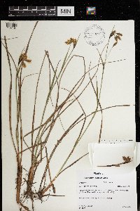 Eriophorum angustifolium image