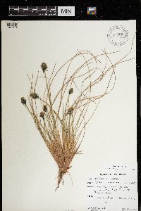 Eriophorum vaginatum image