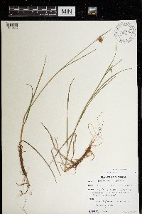 Eriophorum virginicum image