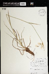 Eriophorum viridicarinatum image