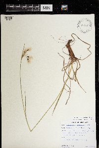 Eriophorum viridicarinatum image