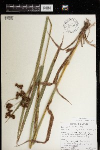 Scirpus atrovirens image