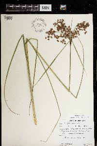 Scirpus cyperinus image