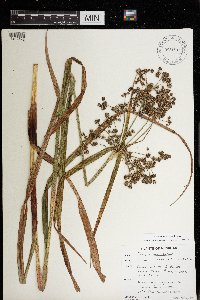 Scirpus microcarpus image