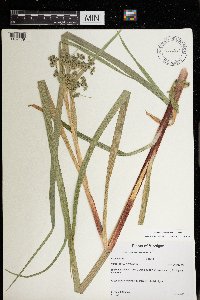 Scirpus microcarpus image