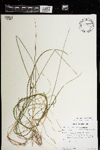 Schoenoplectus subterminalis image