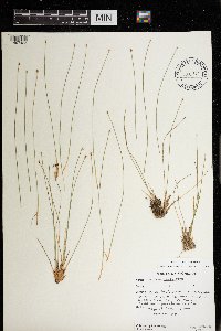 Trichophorum cespitosum image