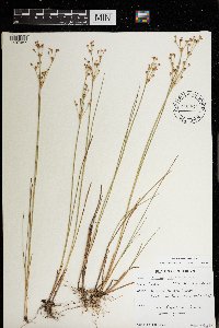 Juncus alpinoarticulatus image