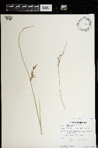 Juncus arcticus var. balticus image