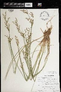 Juncus brevicaudatus image