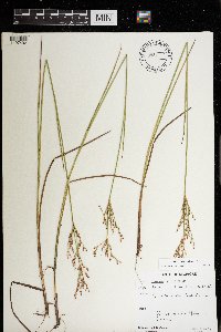 Juncus brevicaudatus image