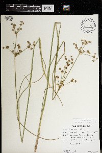 Juncus canadensis image