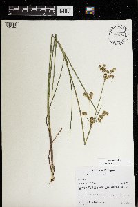 Juncus canadensis image