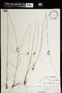 Juncus dudleyi image