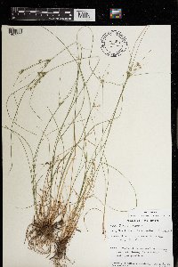 Juncus tenuis image