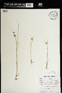 Juncus nodosus image