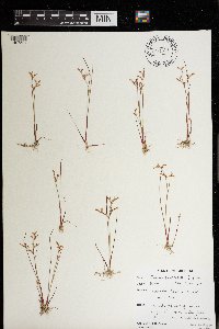 Juncus pelocarpus image