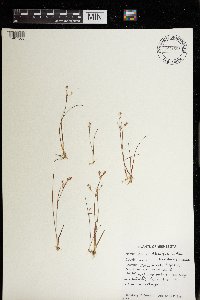 Juncus pelocarpus image