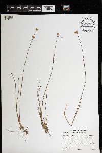 Juncus stygius image