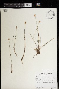 Juncus stygius image