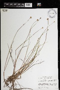 Juncus stygius image