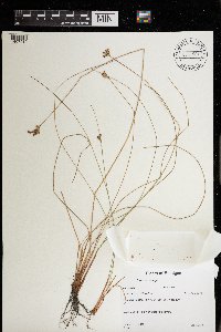 Juncus vaseyi image