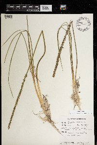 Triglochin maritima image