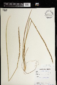 Triglochin maritima image