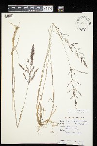 Agrostis gigantea image