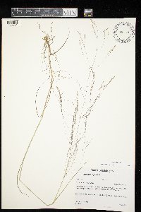 Agrostis scabra image