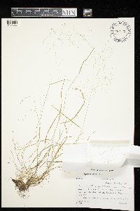 Agrostis perennans image