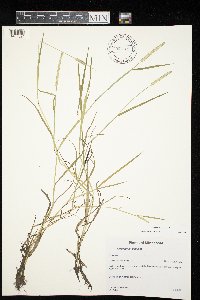 Alopecurus aequalis image