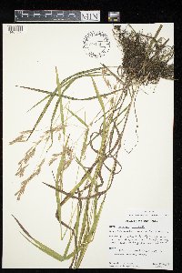 Bromus ciliatus image