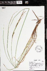 Carex stricta image