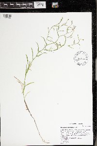 Campanula aparinoides image