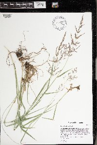 Agrostis stolonifera image