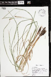 Carex atherodes image